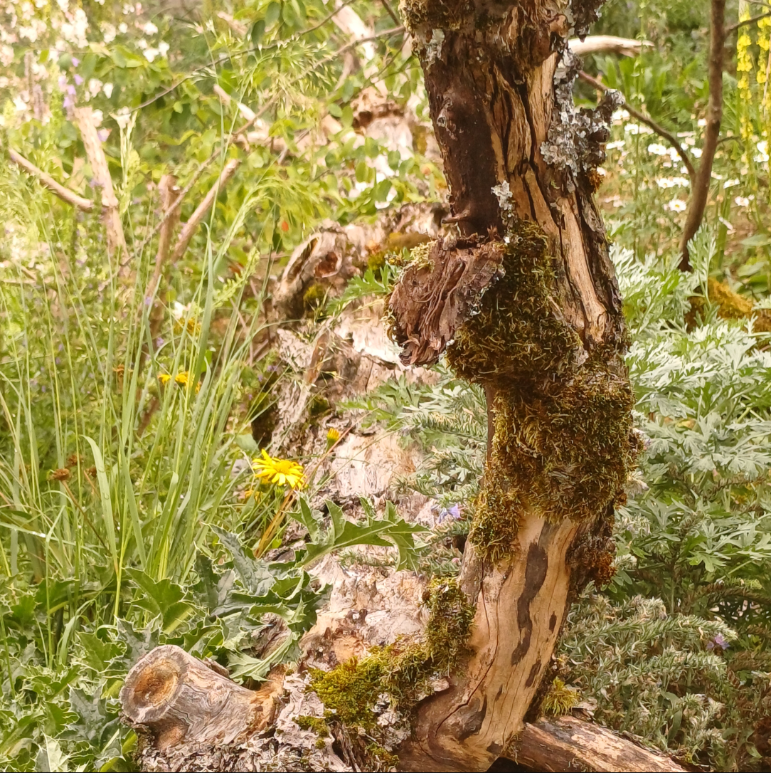 Bild zum Event: Begegnungsgarten Stadtkloster